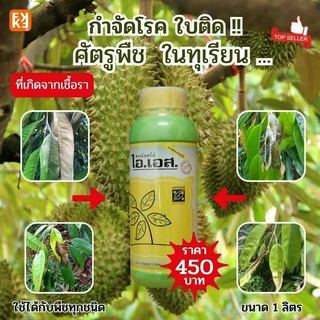 โรคใบติด ป้องกันและกำจัดโรคใบติ ในทุเรียน โรคพืชที่เกิดจากเชื้อรา ไอเอส สารอินทรีย์ยับยั้งเชื้อราสกัดจากวัตถุดิบธรรมชาติ