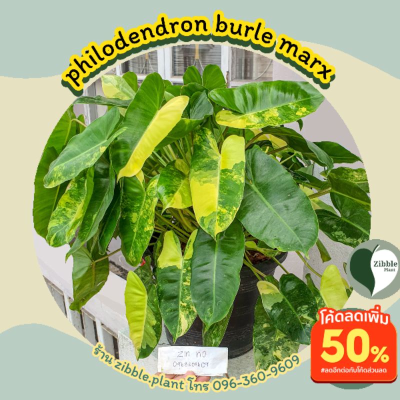 🇹🇭พร้อมส่ง🔥เบอร์เบิ้ลมาร์คด่าง philodendron burlemarx variegated  ต้นไม้ฟอกอากาศ ตกแต่งสวน burle marx ไม้ด่าง ไม้สะสม