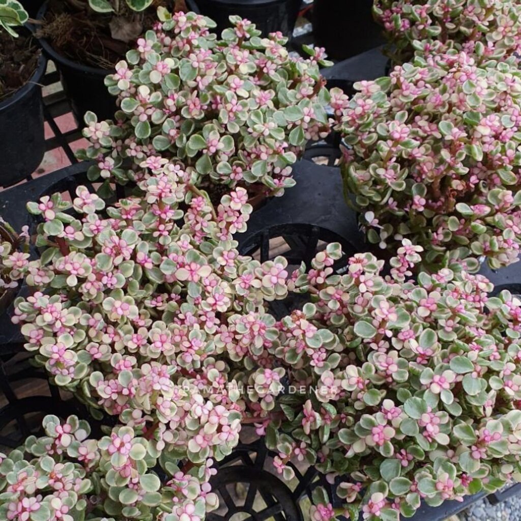 มุมมอง 2