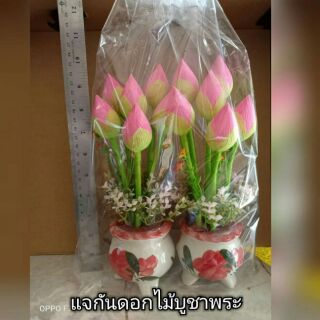 🌺ดอกบัวบูชาพระ ดอกไม้ซักได้ค้ะ