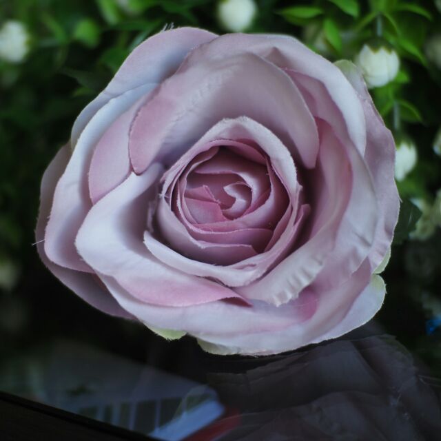 รายการ 95+ ภาพพื้นหลัง กุหลาบสีม่วงอ่อน ใหม่ที่สุด