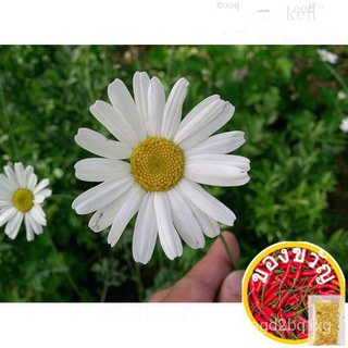 ㊣【ผมงอก】Pyrethrum เมล็ด ซุปเปอร์ที่มีประสิทธิภาพ M บัสเตอร์ ง่ายการเพาะปลูก ใบดอกไม้สามารถไล่ยุงได้(15~20เม็ด/ของแผนภูมิ