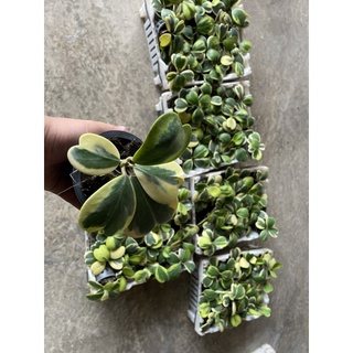 โฮย่าหัวใจด่างเหลือง❤️❤️❤️🌱🍃🌿🌿