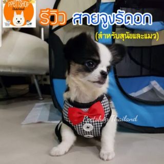 สายจูงรัดอก สุนัขและแมว