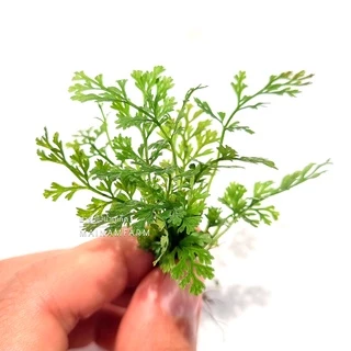 รากดำ ใบแฉกจิ๋ว / ใบแฉกแคระ – BOLBITIS DIFFORMIS ต้นไม้น้ำ