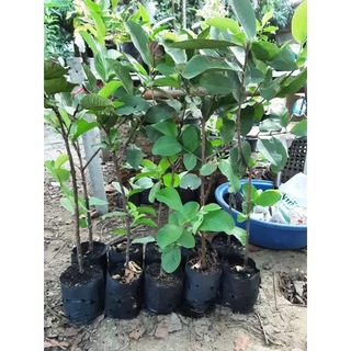 พร้อมส่งด่วน!!!ต้นฝรั่งกิมจู พร้อมลงดิน ไซส์ใหญ่ ให้ผลเร็ว ราคาดีเกือบทุกฤดู หวาน กรอบ อร่อย เมล็ดน้อย