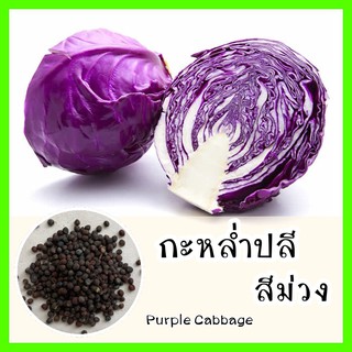 พร้อมส่ง ❗ รหัส 079 เมล็ดพันธุ์แท้ OP แท้  กะหล่ำปลีสีม่วง - Purple Cabbage เมล็ดกะหล่ำปลี เมล็ดพันธุ์ผัก เมล็ดพันธุ์