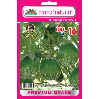 เมล็ดพันธุ์ มะเขือคางกบลูกผสม เอ็ม-16 บรรจุ 1 กรัม/ซอง ตราตะวันต้นกล้า