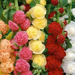 ถูก ใหม่ สายพันธุ์เมล็ดพันธุ์ ดอกโฮลลี่ฮ็อคซ้อนคละสี (Mixed Double Hollyhock Flower Seed) บรรจุ 1000 เมล็ด คุณภาพดี ร B8