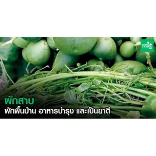 ต้นผักสาบหรือผักอีนูน/ 3 ถุง 120 บาท