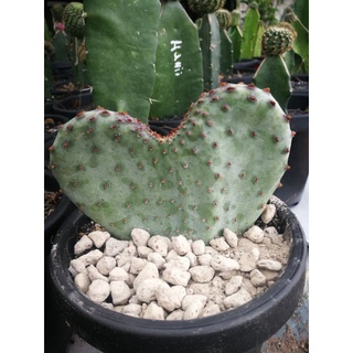 Opuntia Santarita รูปหัวใจ  คริส แพดตัดสด