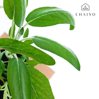 ต้นเสจ ออร์แกนิค Organic Sage กระถาง 4 นิ้ว และ 6 นิ้ว