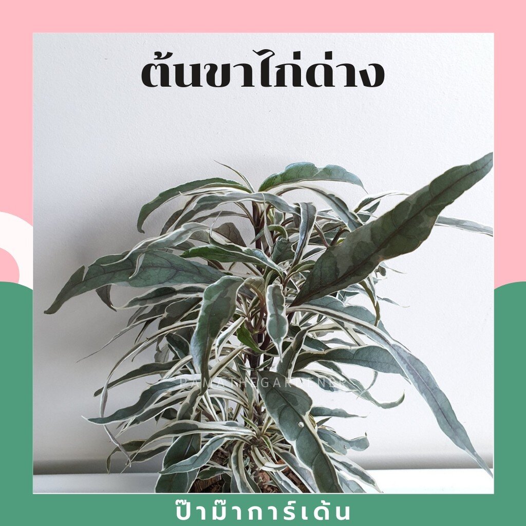 มุมมอง 2