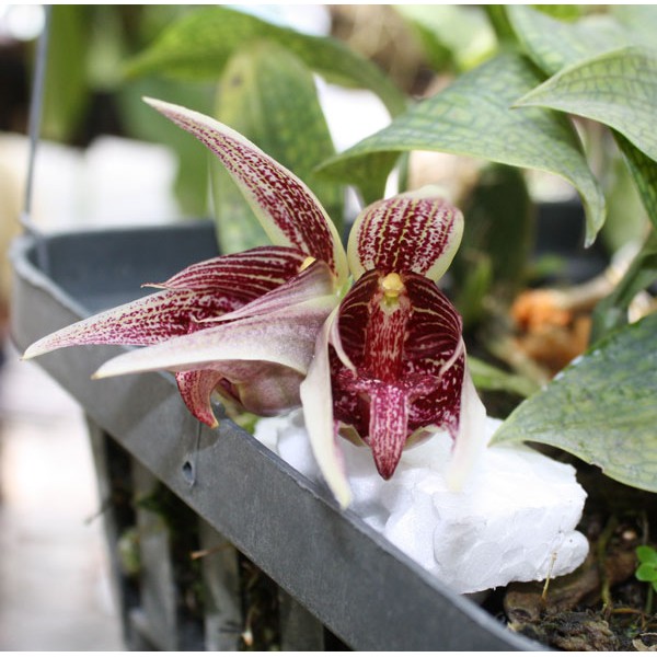 Bulbophyllum reticulatum