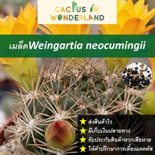 เมล็ดWeingartia neocumingii เมล็ดแคคตัส เมล็ดกระบองเพชร