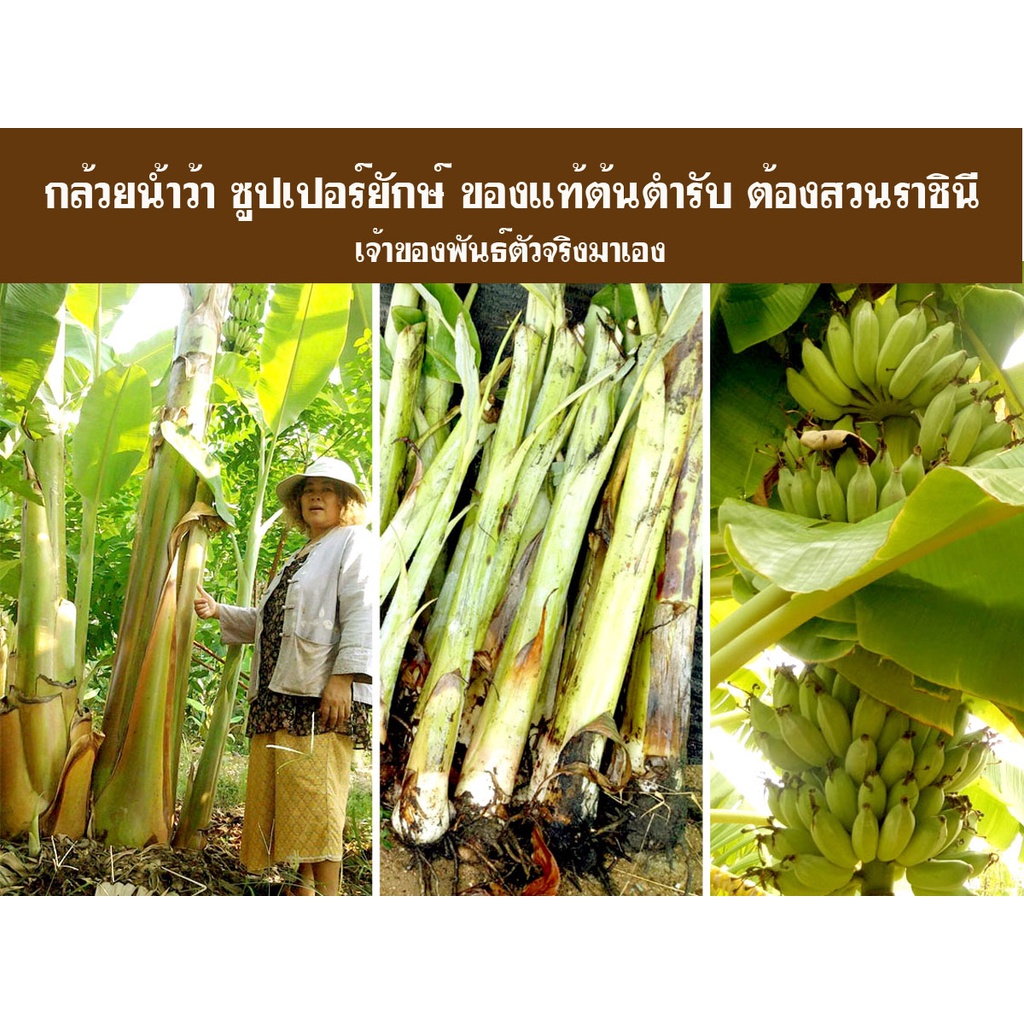 (เจ้าของสวนมาเอง)หน่อกล้วยน้ำว้า ซูปเปอร์ยักษ์ ( 1 หน่อ )ต้นตำหรับของแท้จากสวนราชินี ของแท้เจ้าเดียวในไทย