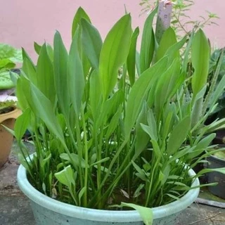 เมล็ดพันธ์ผักพายน้อย