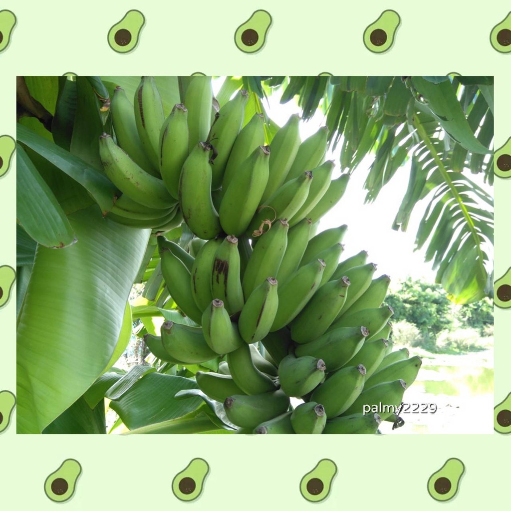 1 หน่อกล้วย สายพันธุ์ น้ำไท น้ำไทย ต้นกล้วย ไม่ชุบน้ำยา ปลอดสารเคมี พร้อมปลูกลงดินได้เลย ขุดส่งตามออเดอร์ ขนาดหน่อใหญ่