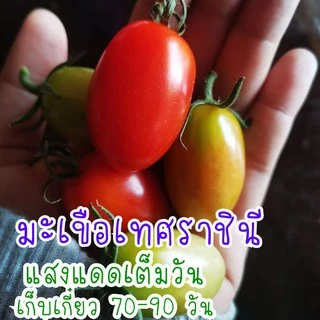 30 เมล็ด มะเขือเทศราชินี เมล็ดพันธุ์มะเขือเทศ เมล็ดพันธุ์มะเขือเทศราชินี