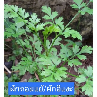 เม็ดผักอีแงะ ผักหอมแย้จัดชุด11ถุง/80บาท