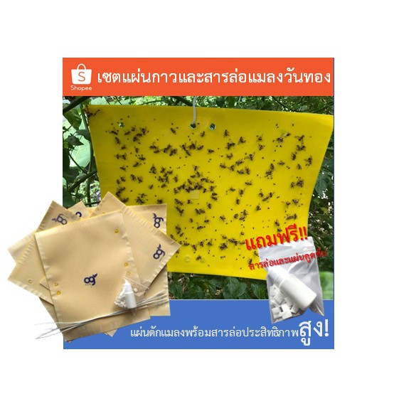 แผ่นกาวดักแมลง สีเหลือง ชุดละ 5 แผ่น + สารล่อแมลงวันทอง 1 ชุด ใช้กำจัดแมลงในโรงเรือน แปลงเกษตร สวนผลไม้  ปลอดภัย ไม่มียา