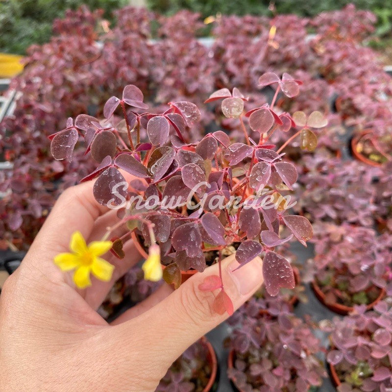 อ๊อกซาลิส oxalis vulcanicola กระถาง 4นิ้ว ผีเสื้อราตรี น้ำตาลแดงดอกสีเหลือง 💛 น่ารักมาก