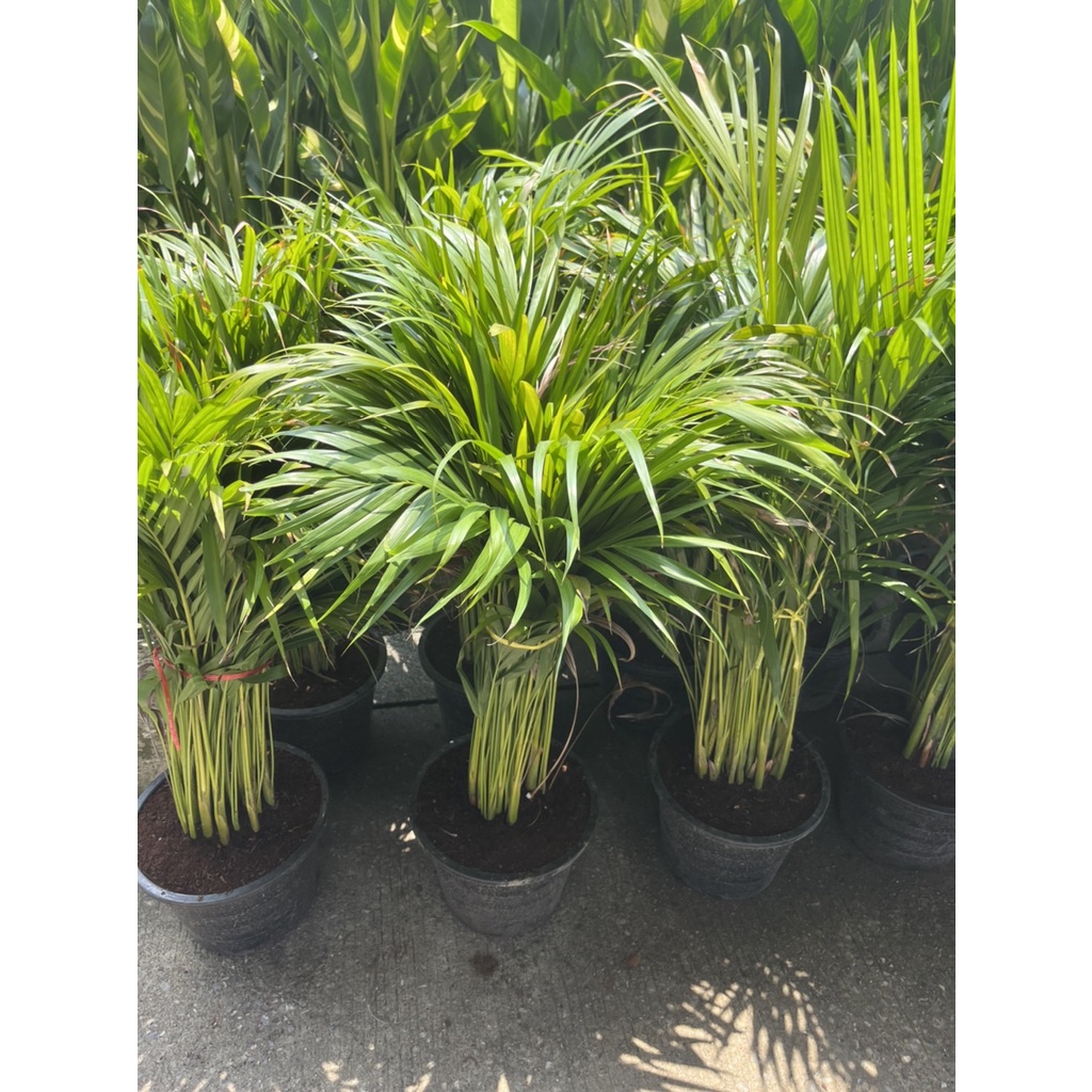 มุมมอง 3