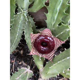 เก๋งจีน (โดนัทยักษ์ )กระบองเพชร แคคตัส เก๋งจีนโดนัท เก๋งจีน โดนัท (Huernia zebrina magniflora)