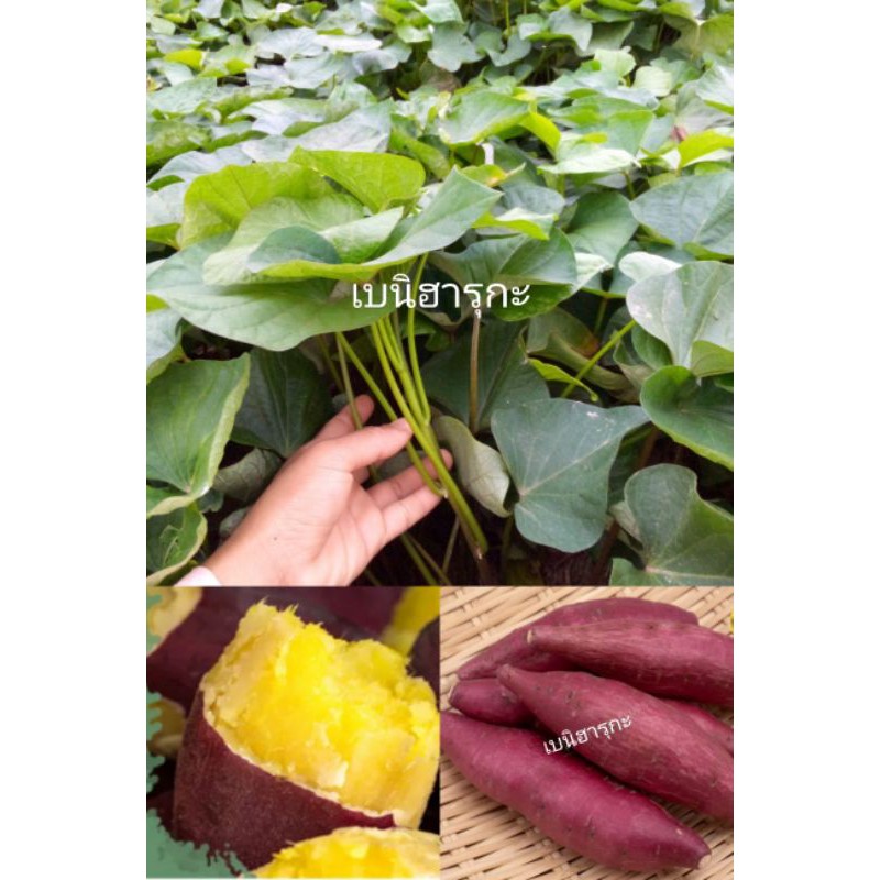 ยอดพันธุ์มันหวานญี่ปุ่นเบนิฮารุกะชุด60ยอด120บาทพันธุ์ยอดนิยม