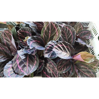 คล้านกยูงแดง Calathea roseopicta (Linden) Regel  medallion ‘Surprise Star’