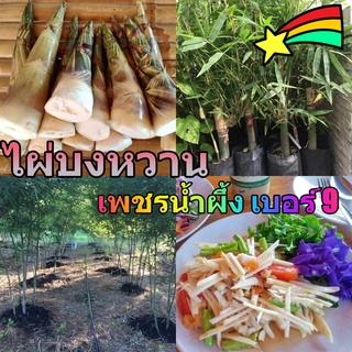 🎋ไผ่บงหวาน เพชรน้ำผึ้ง 100% พร้อมปลูก ให้ผลผลิต ใน 8 เดือน ทานดิบได้ ไม่ต้องต้ม รสชาติดี อร่อย ขายได้ราคา