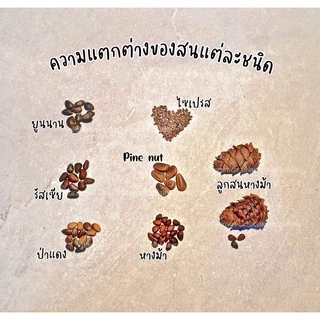 ‼️ขายดี‼️pinenut สนไพน์นัท สำหรับกระรอก นก หนู สัตว์เลี้ยงที่กินธัญพืชทุกชนิด