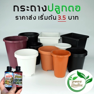 [โค๊ดส่วนลด 60 บาท]เกษตรเงินล้าน กระถางปลูกตอ/ทรงสูง ยอดนิยม By.คิมเกษตรเงินล้าน