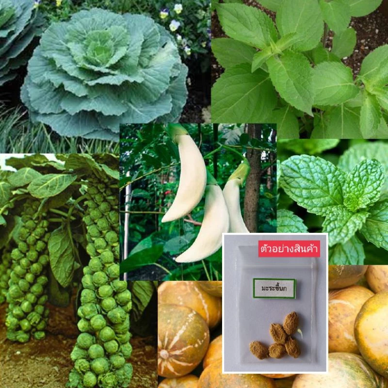เมล็ดพันธุ์ผัก บรรจุซองซิป ซื้อ 10 แถม 1 คละได้ ชุดที่ 2