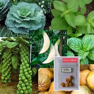 เมล็ดพันธุ์ผัก บรรจุซองซิป ซื้อ 10 แถม 1 คละได้ ชุดที่ 2