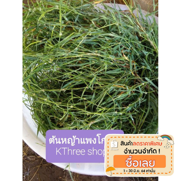 พันธุ์หญ้าแพงโกล่า สำหรับปลูก  จำนวน1 กิโลกรัม