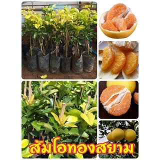 ต้นพันธุ์ส้มโอทองสยาม