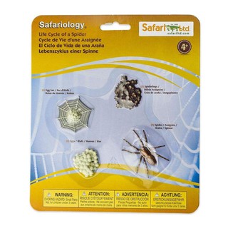 Safari Ltd. : SFR100406 โมเดล Life Cycle Of A Spider