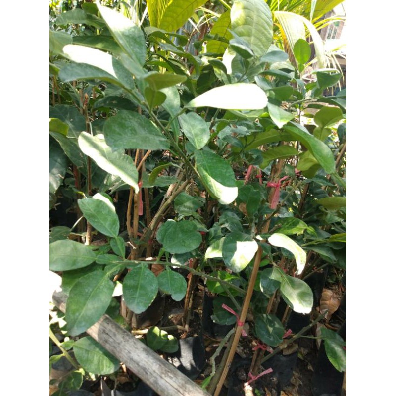 ต้นส้มโอพันธุ์ขาวแตงกวา เนื้อหวานฉ่ำ ไม่ขม กิ่งทาบพร้อมปลูกขนาด50-80ซม.