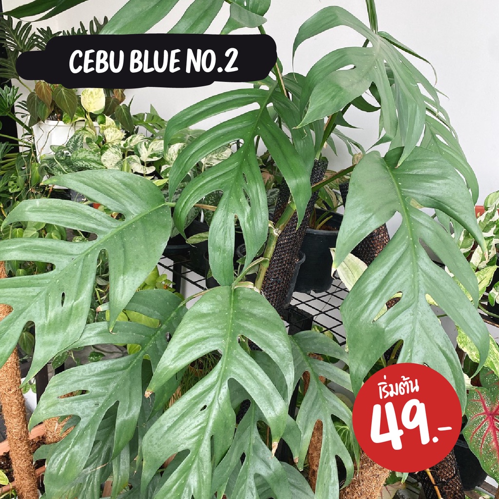 Epipremnum Pinnatum Cebu Blue No.2 (อิพิเซบู บลู เบอร์ 2) 🌿