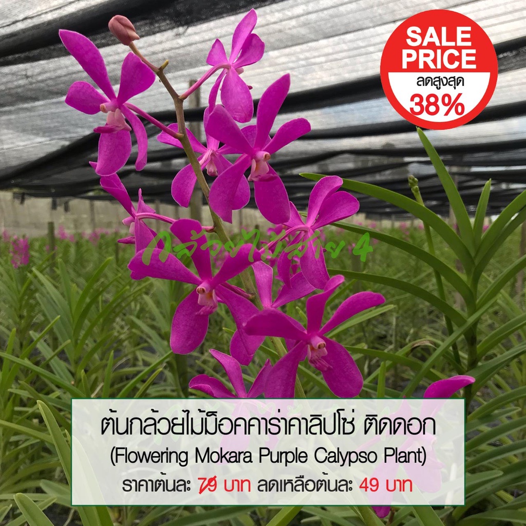 ต้นกล้วยไม้ม็อคคาร่าคาลิปโซ่ติดดอก 5 ต้น ดอกสีม่วงสวย (Flowering Mokara Purple Calypso Orchid Plants) สูง 70 ซม.