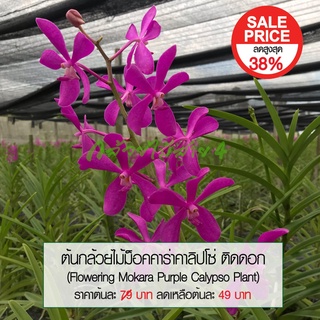 ต้นกล้วยไม้ม็อคคาร่าคาลิปโซ่ ติดดอก สีม่วง (Flowering Mokara Purple Calypso Plant)