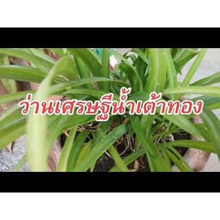 2 หัว ว่านระฆังทอง Pancratium zeylanicum L หัวว่านเศรษฐีน้ำเต้าทอง