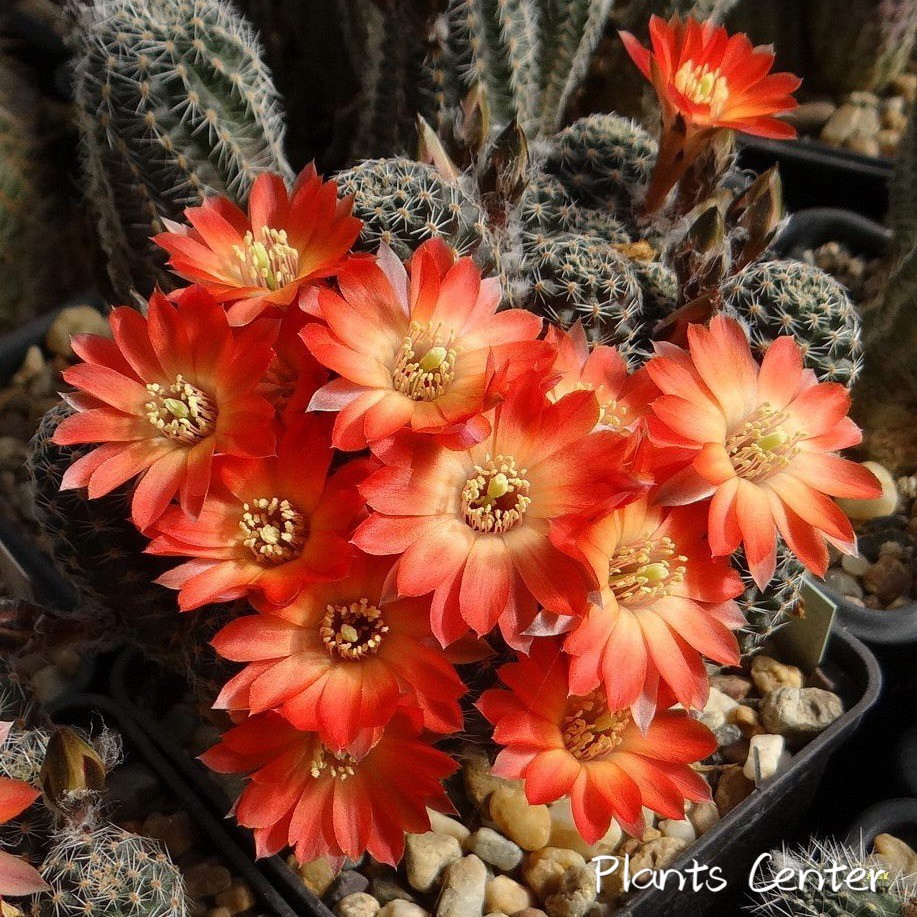 Best Seller (huihuang)กระบองเพชร แคคตัส cactus Rebutia pygmaea กระบองเพรชฟอร์มกอ ไม้เมล็ด ไม้นำเข้า สินค้าคุณภาพดี