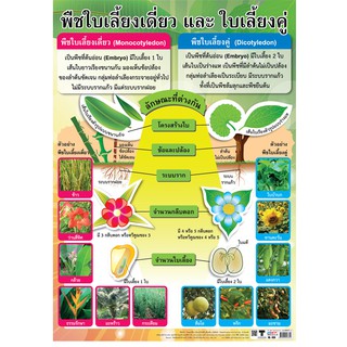 โปสเตอร์พืชใบเลี้ยงเดี่ยวและใบเลี้ยงคู่ โปสเตอร์กระดาษ #EQ-335 โปสเตอร์สื่อการเรียนการสอน