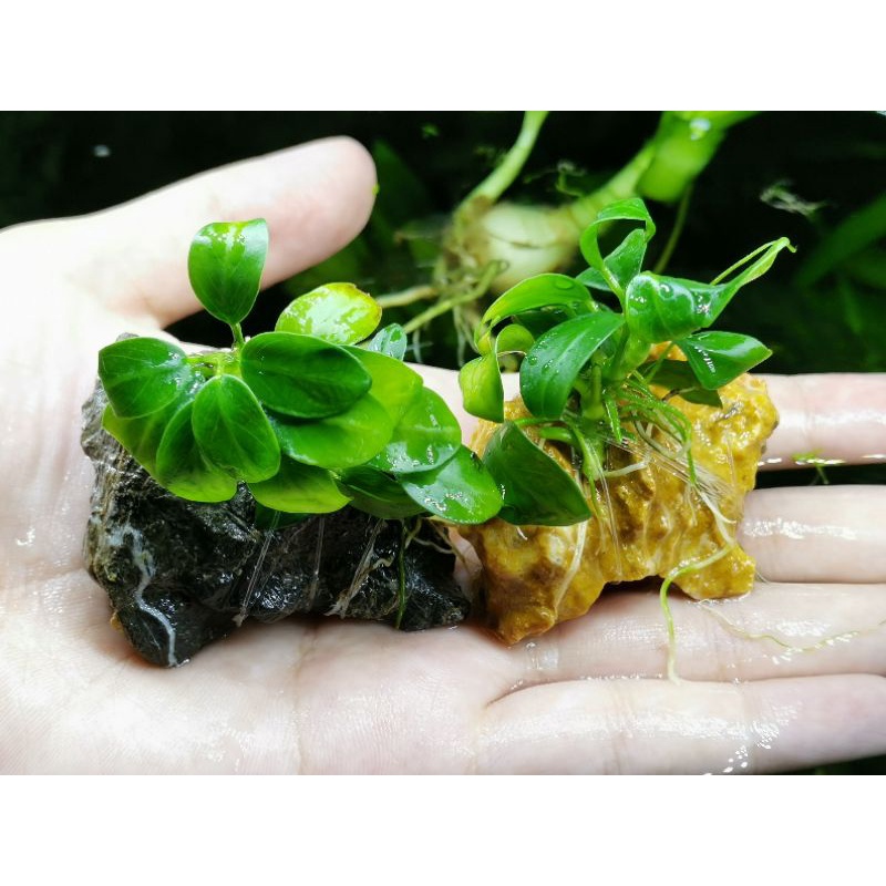 Anubias​ petite (อนูเบียส​พริตตี้พันหินM)​ ต้นไม้น้ำ