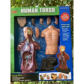 ส่งไว โมเดลร่างกายมนุษย์ สื่อการเรียน ร่างกายของเรา Human Torso