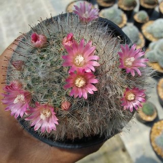 Cactus#ต้นแคคตัสแมขนแมว/แมมลูกแมว#Mammillaria bocasana Poselg#กระบองเพชร#พืชทนแล้ง#ไม้ประดับ#ตกแต่งสวน