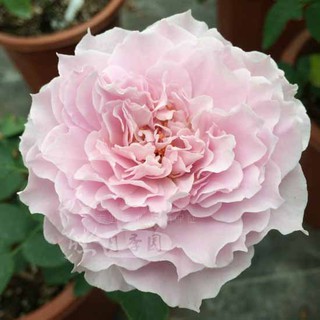 เมล็ดพันธุ์ กุหลาบ Double Happiness Rose Seeds ดอกใหญ่ ดอกหอม นำเข้าจากต่างประเทศ 30 เมล็ด