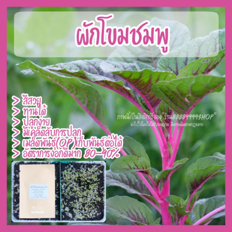 ผักโขมชมพู 1000-2000เมล็ด พร้อมวิธีปลูกวิธีปรุงดินด้วยคลิป